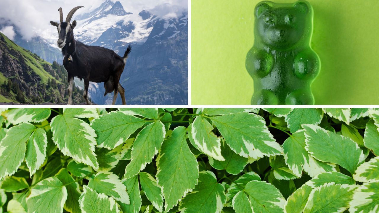 Horny Goat Weed Gummies, from Ancient Herb to Modern Miracle