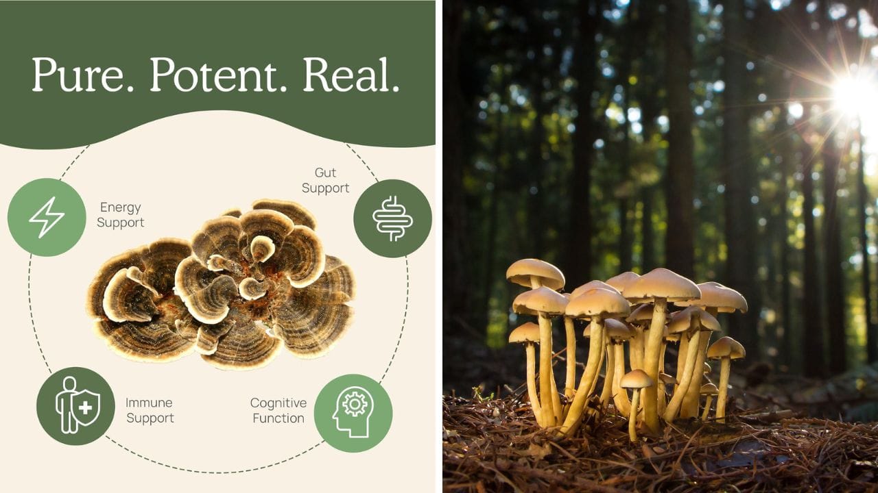 Best Turkey Tail Mushroom Supplement Reviewed