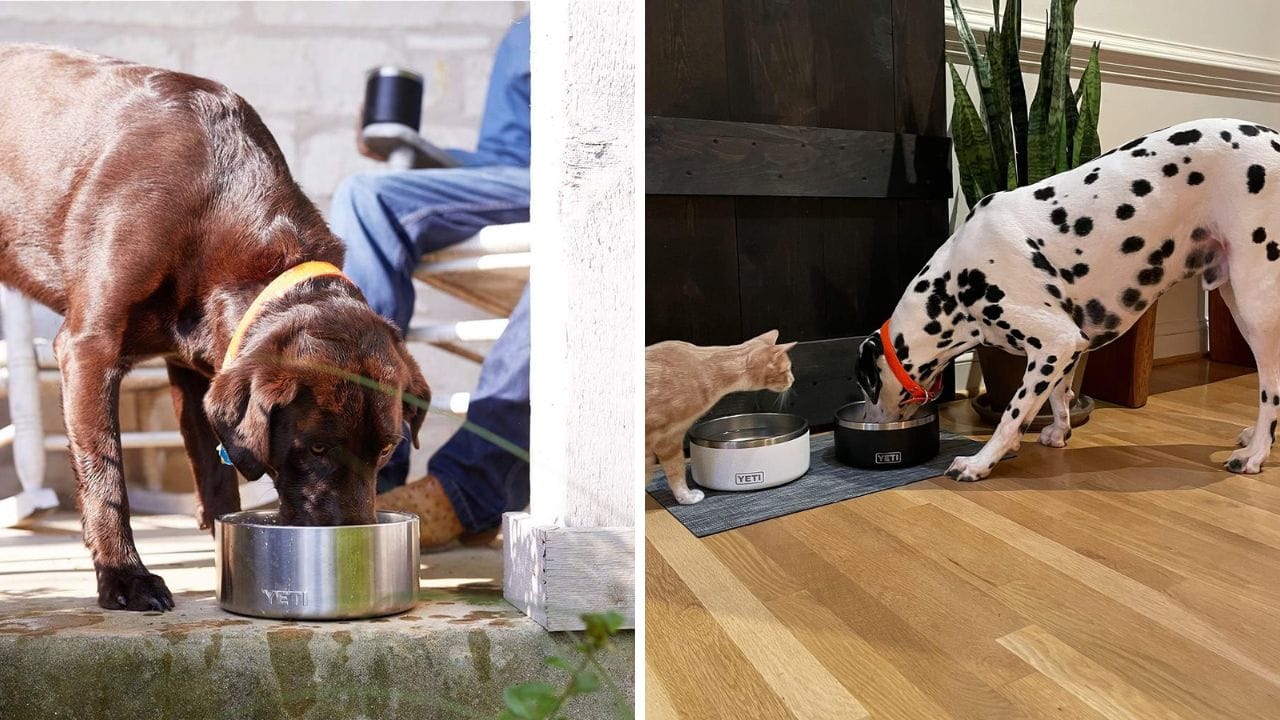 Yeti Dog Bowl: See Why Pet Owners Are Obsessed With This Bowl