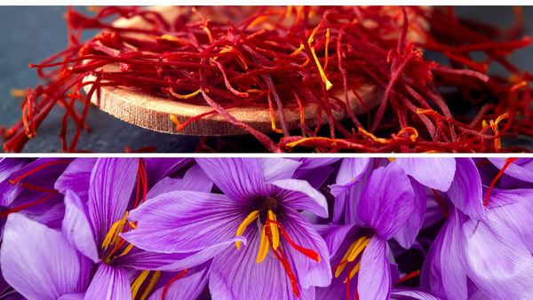 The Best Saffron Supplement: Which Brands Reign Supreme?