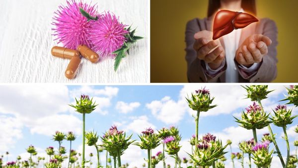 Best Milk Thistle Supplement: Revive Your Liver With This Ultimate Guide