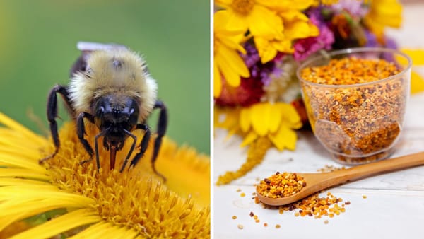 Best Bee Pollen Supplement for Optimal Health